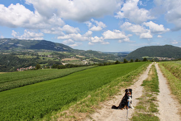 Obraz premium Hund wartet und schaut in die Kamera - Landschaft in Frankreich im Hintergrund.