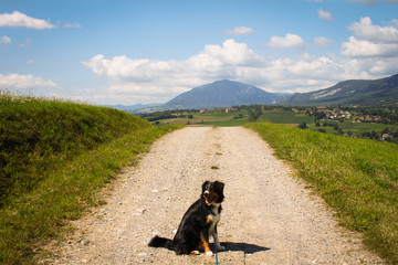 Hund wartet und schaut nach links auf einem Weg - Berg im Hintergrund