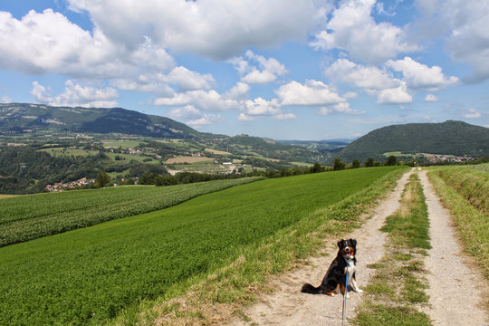 Hund wartet und schaut in die Kamera - Landschaft in Frankreich im Hintergrund.