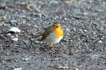 Rotkehlchen (Erithacus rubecula)