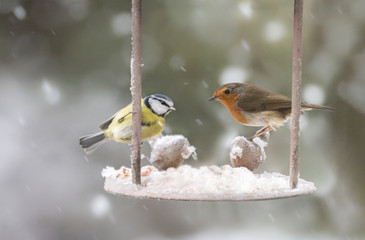Fototapeta premium garden birds in the winter time