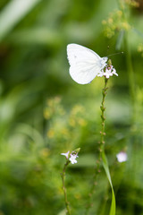 Schmetterling