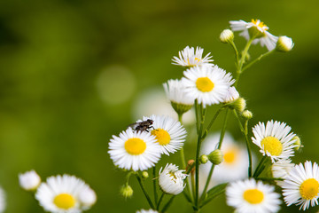 Gänseblümchen © Dennis