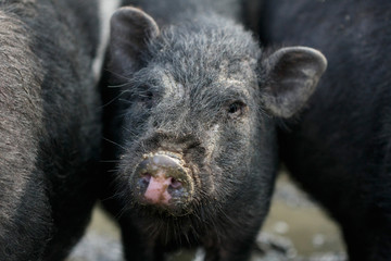 Young black pig looking from behind