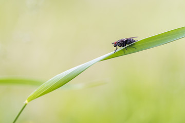Eine Fliege auf einem Grashalm