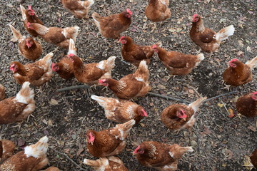 Chickens at the poultry farmhouse