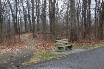 The empty park bench on the walkway in the autumn forest.