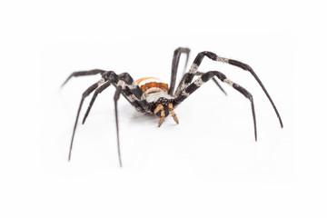wasp spider on white