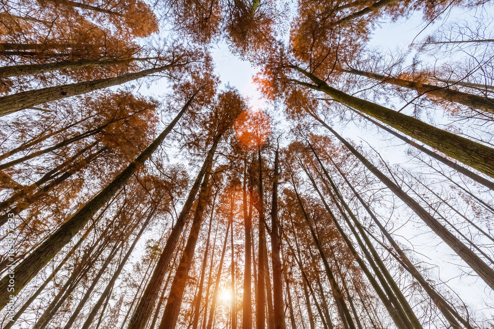 Wall mural metasequoia woods in autumn