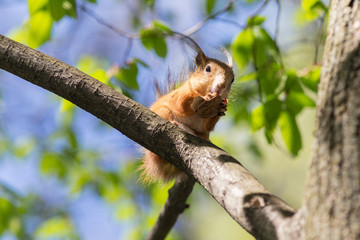 squirrel eating a nut