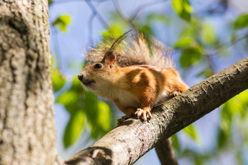 squirrel on a tree branch