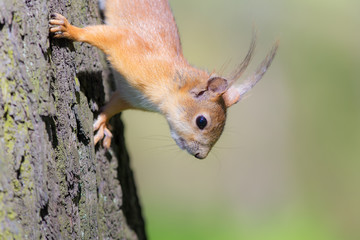 portrait of a squirrel closeup