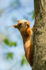 portrait of a squirrel on a tree trunk