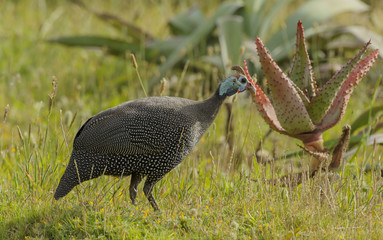 Fototapeta premium Blue helmeted guineafowl, ( Numida meleagris ), with very blue head, walking to right, across green grass with yellow flowers, Cape Town, South Africa