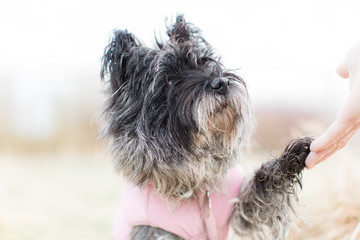 Cairn terrier giving paw