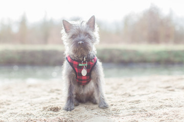 Sitting Cairn terrier in plaid harnass