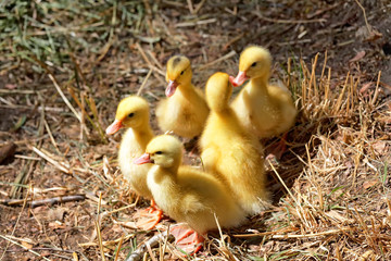 A group of young ducklings