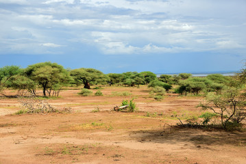 Fototapeta na wymiar Lake Manyara National Park Tanzania