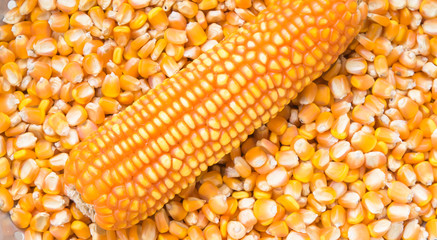 ear of corn on dry corn seed background
