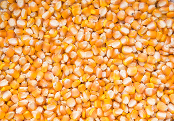 dry corn background, dry corn seed for animal feed