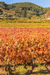 vignoble en automne 