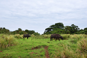 Fototapeta na wymiar The african buffalo, Tanzania, Africa