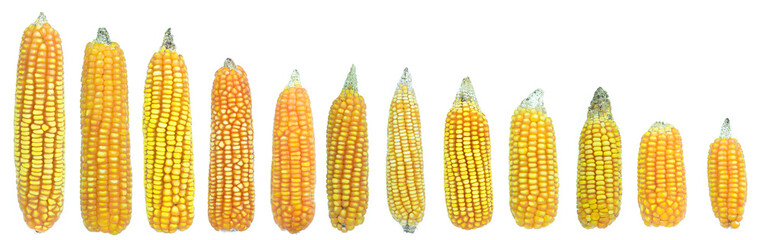 set of dried corn on white background