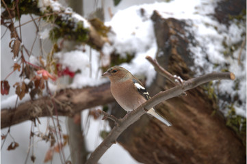 Männlicher Buchfink