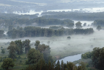 Forest in fog near by river  bank