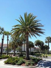 Fototapeta na wymiar Palm trees in St. Augustine city, Florida 