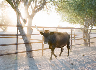Longhorn at sunset