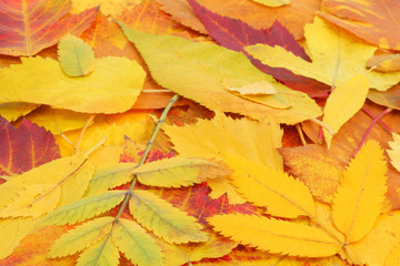 Autumn leaves background