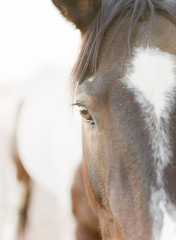 brown and white horse