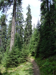 Fototapeta na wymiar Landscape of high mountain forest in the Ukrainian Carpathians.