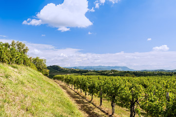 Fototapeta na wymiar Agriculture, vineyard in spring and blue sky with clouds