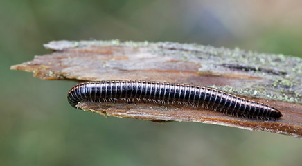 Striped millipede, Ommatoiulus sabulosus