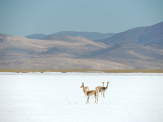 Llamas en las salinas de Salta