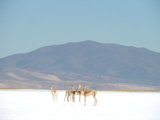 Llamas posando en Salta, Argentina