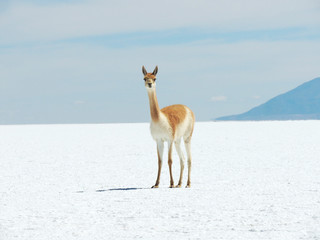 Llama Argentina posando en Salta