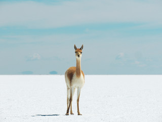 Llama Argentina posando en Salta