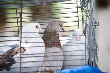 pigeons in cage