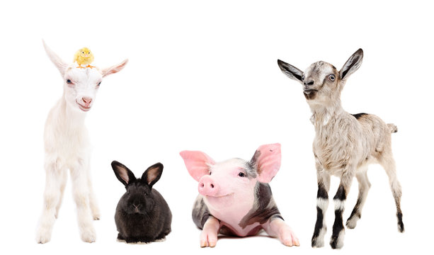 Group of funny farm animals together isolated on white background