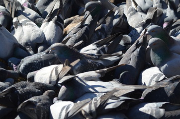 A large flock of Pigeons