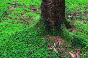 Moos am Baumstumpf