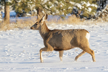 Wild Deer on the High Plains of Colorado