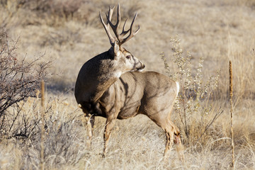 Wild Deer on the High Plains of Colorado