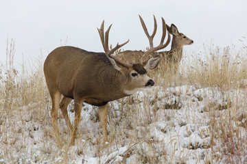 Wild Deer on the High Plains of Colorado