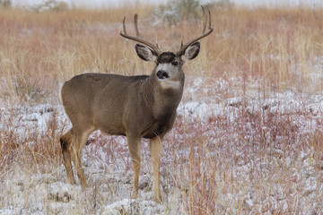 Wild Deer on the High Plains of Colorado