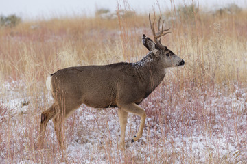 Wild Deer on the High Plains of Colorado