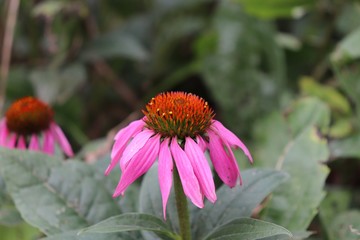 Closeup of purple coneflowers, Echinacea purpurea. Crop of herbs. Medicinal plants concept. Floral background.
